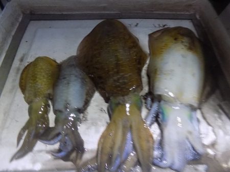 フィッシングボート空風(そらかぜ) 釣果