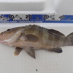 フィッシングボート空風（そらかぜ） 釣果