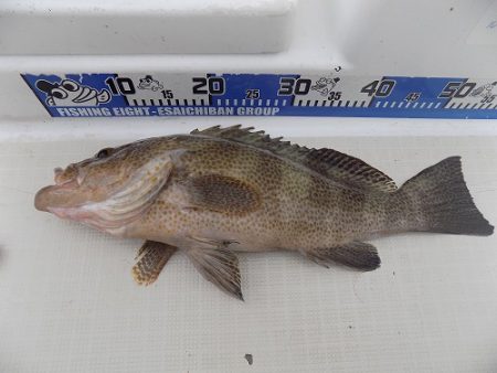 フィッシングボート空風（そらかぜ） 釣果