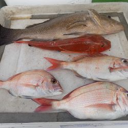 フィッシングボート空風（そらかぜ） 釣果