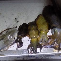 フィッシングボート空風（そらかぜ） 釣果