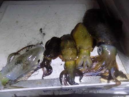 フィッシングボート空風（そらかぜ） 釣果