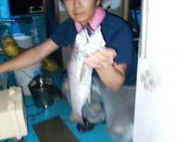 フィッシング太陽 釣果