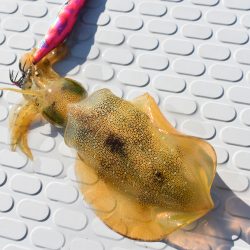 Fisherman Dreams DI 釣果