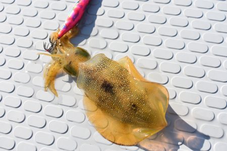 Fisherman Dreams DI 釣果