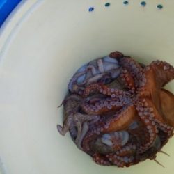 恵比寿丸(兵庫) 釣果