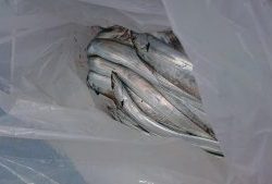 KONAYAーMARU(こなや丸) 釣果