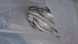 KONAYAーMARU(こなや丸) 釣果