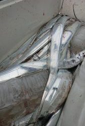 KONAYAーMARU(こなや丸) 釣果