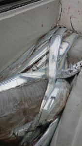 ＫＯＮＡＹＡｰＭＡＲＵ（こなや丸） 釣果