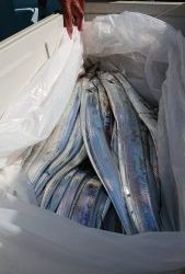 KONAYAーMARU(こなや丸) 釣果