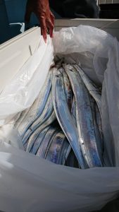 KONAYAーMARU(こなや丸) 釣果