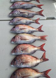 釣り舟　海竜 釣果