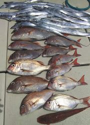 釣り舟 海竜 釣果