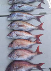 釣り舟　海竜 釣果