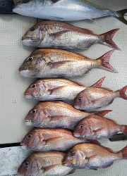 釣り舟　海竜 釣果