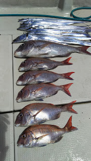 釣り舟　海竜 釣果