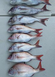 釣り舟　海竜 釣果