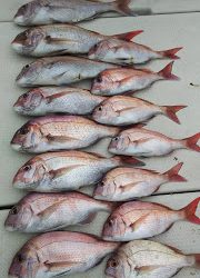 釣り舟　海竜 釣果