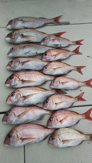 釣り舟　海竜 釣果