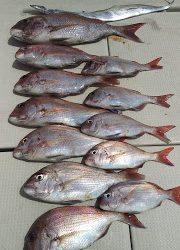 釣り舟 海竜 釣果