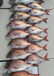 釣り舟　海竜 釣果