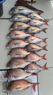 釣り舟　海竜 釣果