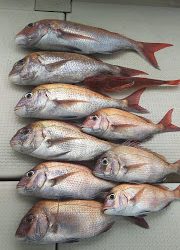 釣り舟 海竜 釣果