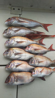 釣り舟　海竜 釣果