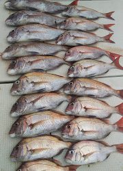 釣り舟　海竜 釣果