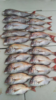 釣り舟　海竜 釣果