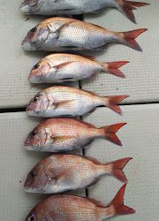 釣り舟 海竜 釣果