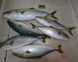 アジアマリンサービス 釣果