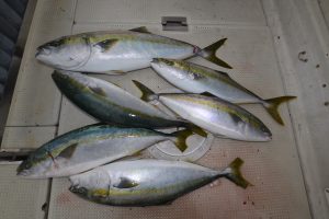 アジアマリンサービス 釣果