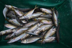 アジアマリンサービス 釣果