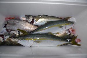 アジアマリンサービス 釣果