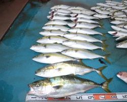 アジアマリンサービス 釣果