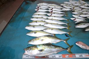 アジアマリンサービス 釣果