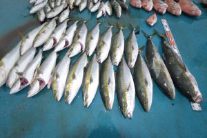 アジアマリンサービス 釣果