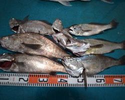 アジアマリンサービス 釣果