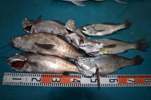 アジアマリンサービス 釣果