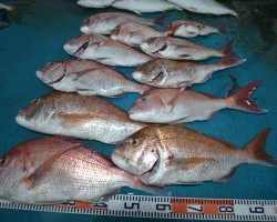 アジアマリンサービス 釣果