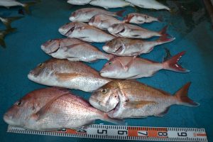 アジアマリンサービス 釣果