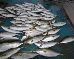 アジアマリンサービス 釣果