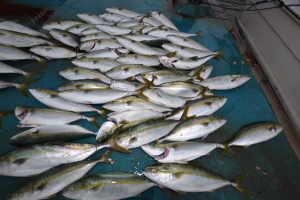 アジアマリンサービス 釣果