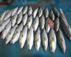 アジアマリンサービス 釣果