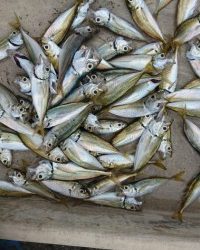 和歌山マリーナシティ釣り公園 釣果