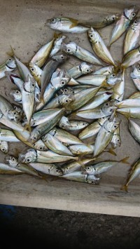 和歌山マリーナシティ釣り公園 釣果