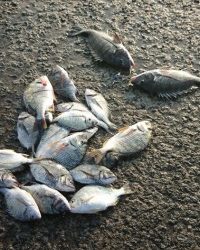 和歌山マリーナシティ釣り公園 釣果