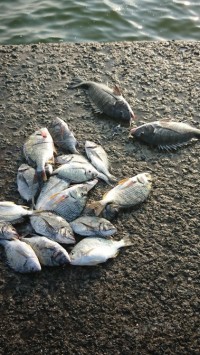 和歌山マリーナシティ釣り公園 釣果